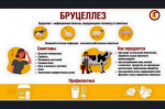 "Профилактика бруцеллеза"