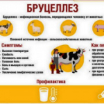 "Профилактика бруцеллеза"